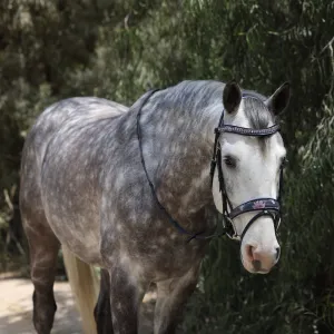 Fleur Snaffle Bridle - Lavender Padding
