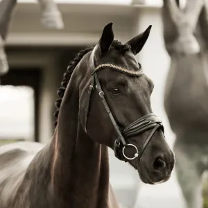 Lumiere Bridle Ariana