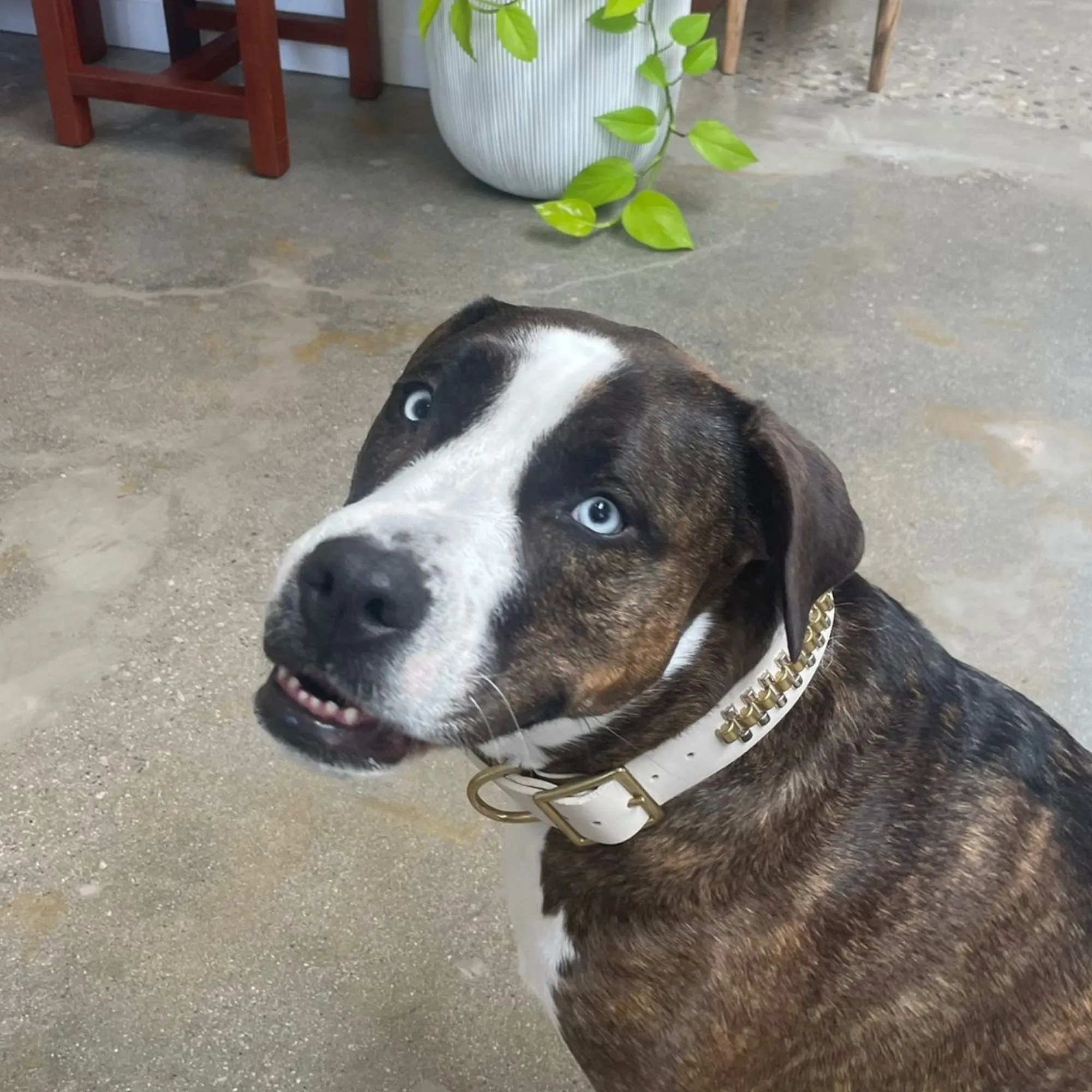 Rolex 15" Dog Collars