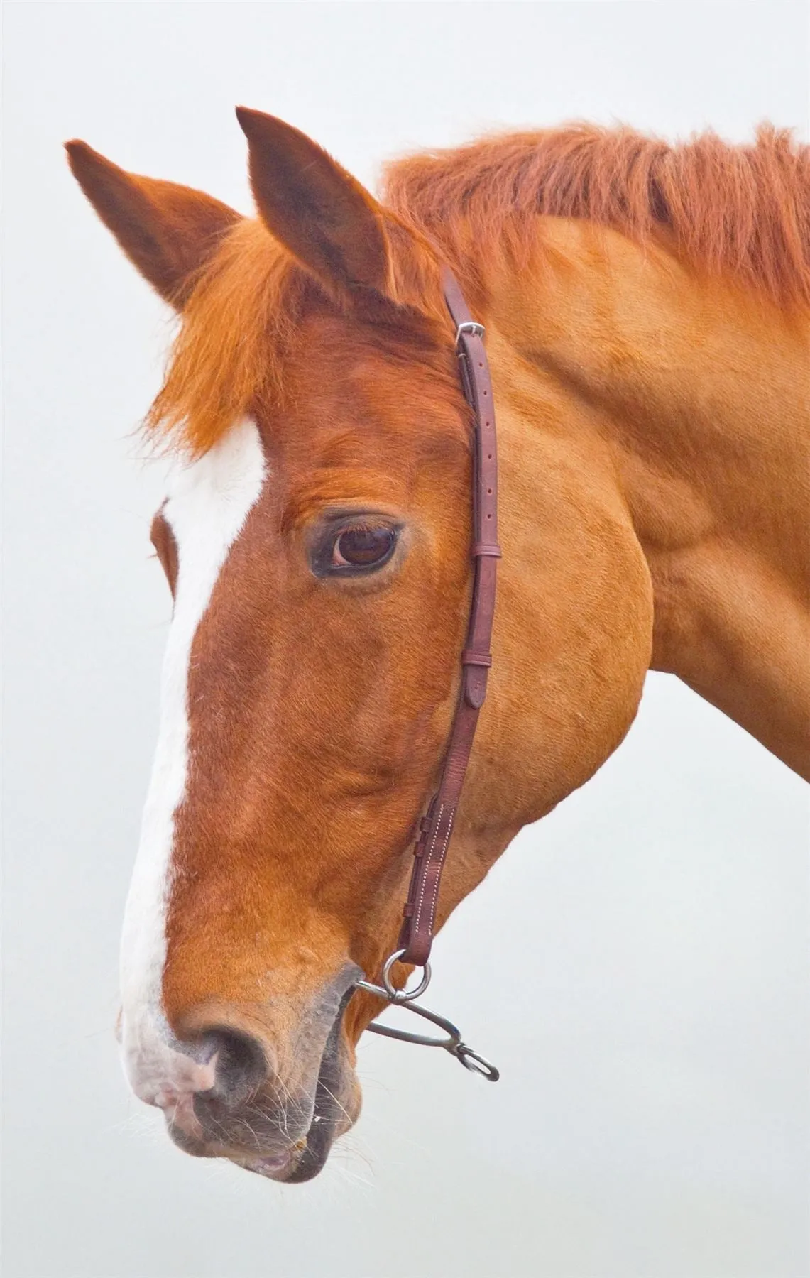 Shires Blenheim Chifney Bit Strap