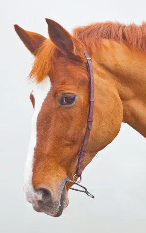 Shires Blenheim Chifney Bit Strap
